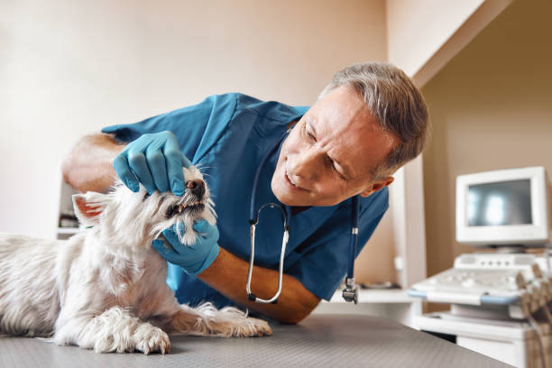 Best Cosmetic Emergency Dentistry in Graysville, AL